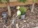 Apartmanovy dom FLORA #44