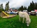 Berghotel MNICH + Holzhütte #5