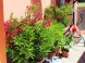 Pension ADRIA #41