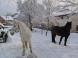 Pension LIMBOVY DVOR #13