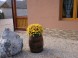 Pension VIAN #15