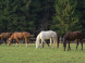 Ranch U EDYHO hotel & restaurant #64