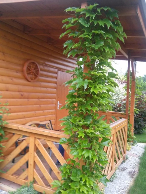 Apartment ŠARLOTA #41