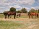 KARLOV DVOR Riding Club #2
