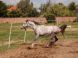 KARLOV DVOR Riding Club #3