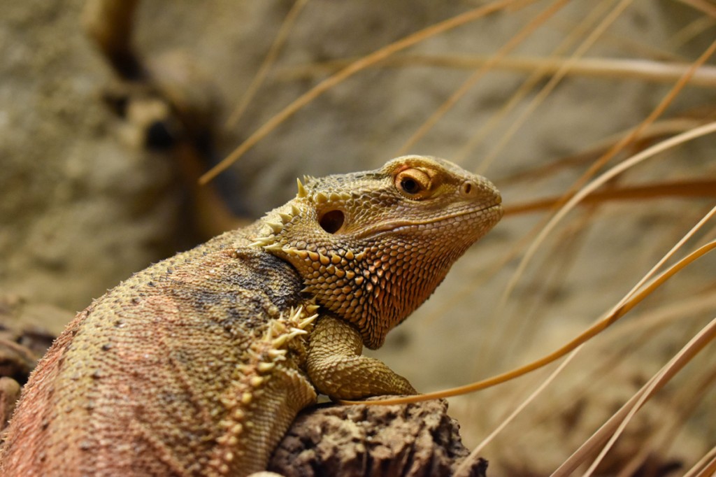 Agama Bradatá, ZOO Bratislava Agama Bradatá, jedno ze zvířat Bratislavské ZOO