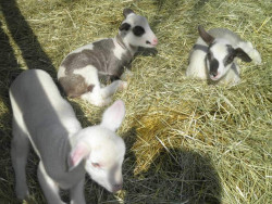 Mini zoo Pema Farm Látkovce