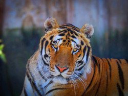 Panthera park Turá