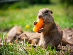 Ground squirrel area Muránska plain Muráň