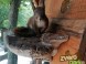 Animal Park - Moose farm #12