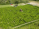 Devil's Rock Hedge Maze #2
