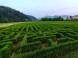 Devil's Rock Hedge Maze #4