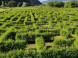 Devil's Rock Hedge Maze #6