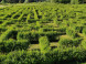 Devil's Rock Hedge Maze #8