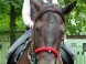 Darkona Horseback Riding Area #2