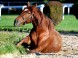 Darkona Horseback Riding Area #7