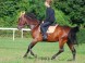 Darkona Horseback Riding Area #8