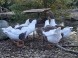 Nas Sen farm yard #32