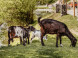 AJAX Farm #9