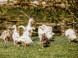 AJAX Farm #8