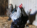 Farmland #6