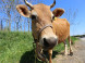 Farmland #16