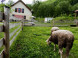 Farmstead Turčianske Kľačany #3