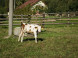 Farmstead Turčianske Kľačany #11