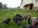 Farmstead Turčianske Kľačany #8