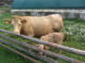 Farmstead Turčianske Kľačany #12