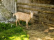 Farmstead Turčianske Kľačany #17