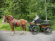 Horse-drawn carriage ride #3