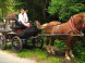 Horse-drawn carriage ride #4
