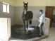 KARLOV DVOR Riding Club #7