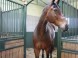 KARLOV DVOR Riding Club #16