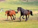 Mitani Horse Riding Club - Kocurany