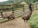 Mini Zoo Klak #17