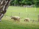 Mini ZOO Pema Farm #2