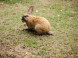Mini ZOO Pema Farm #3