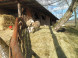 Mini ZOO Pema Farm #4