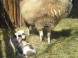 Mini ZOO Pema Farm #5