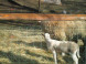 Mini ZOO Pema Farm #6