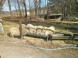 Mini ZOO Pema Farm #7