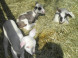 Mini ZOO Pema Farm