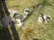 Mini ZOO Pema Farm #8