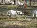Mini ZOO Pema Farm #9
