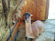 Nestville farm #8