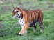 Oáza Sibírskeho Tigra #2
