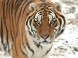 Oáza Sibiřského Tigra #3