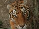 Sibirischer Tiger Zoo #4